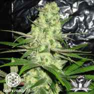 Bodhi Seeds Snow Leopard